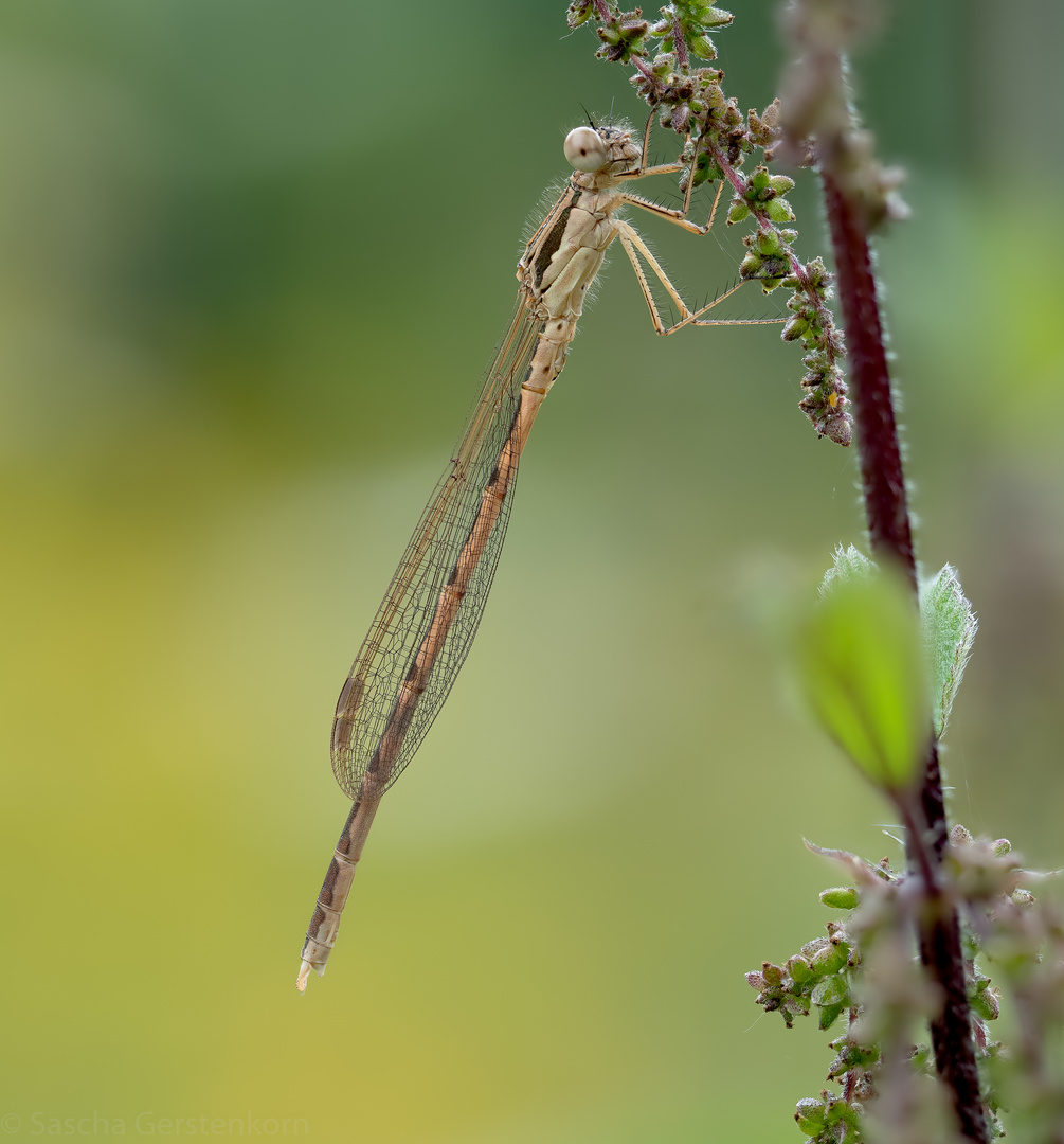 Makros vom 24.07.20 Libelle 7