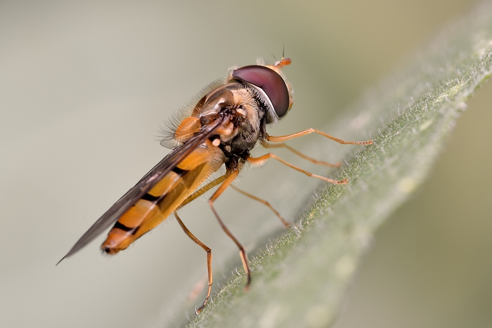 Makrotest an der Schwebfliege