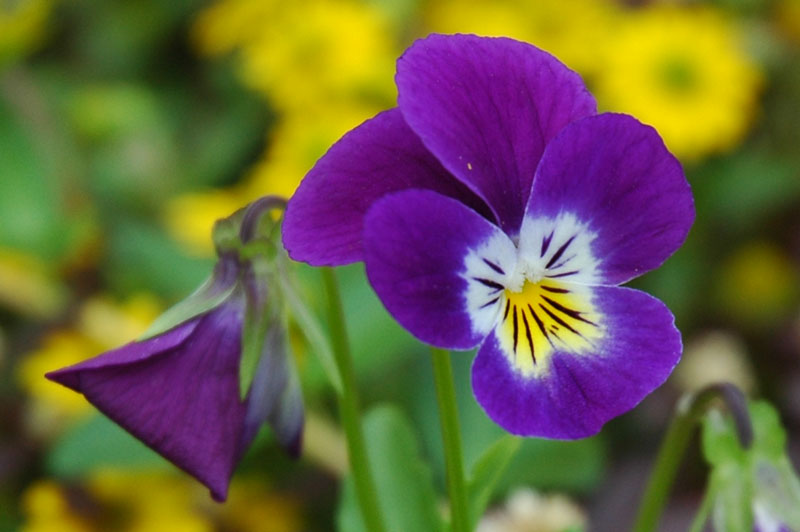 Makroversuch 1 mit einer Blume gleich um die Hausecke