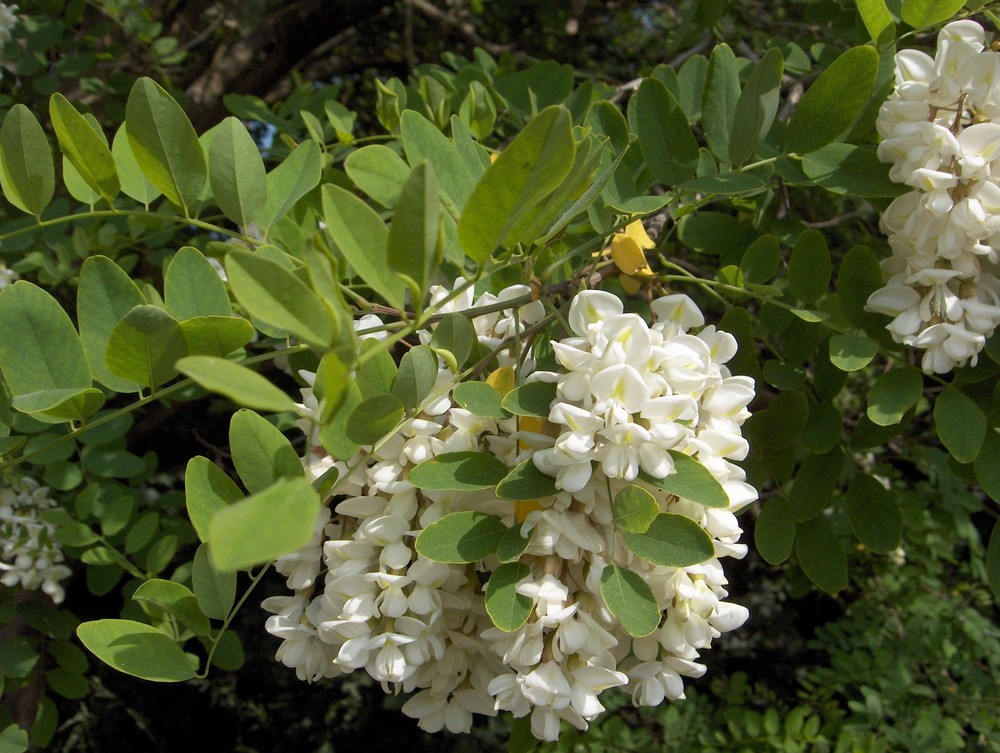 Makroversuch Akazienblüte