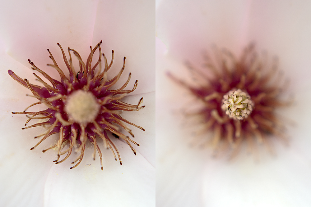 Makro(versuch) einer Magnolienblüte