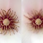 Makro(versuch) einer Magnolienblüte