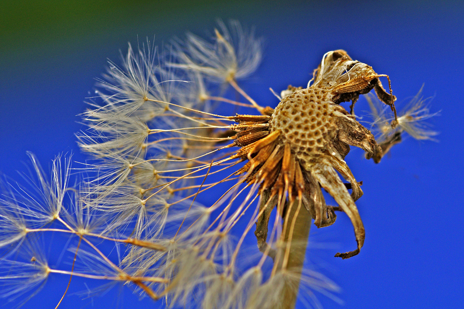 Makroversuch Pusteblume