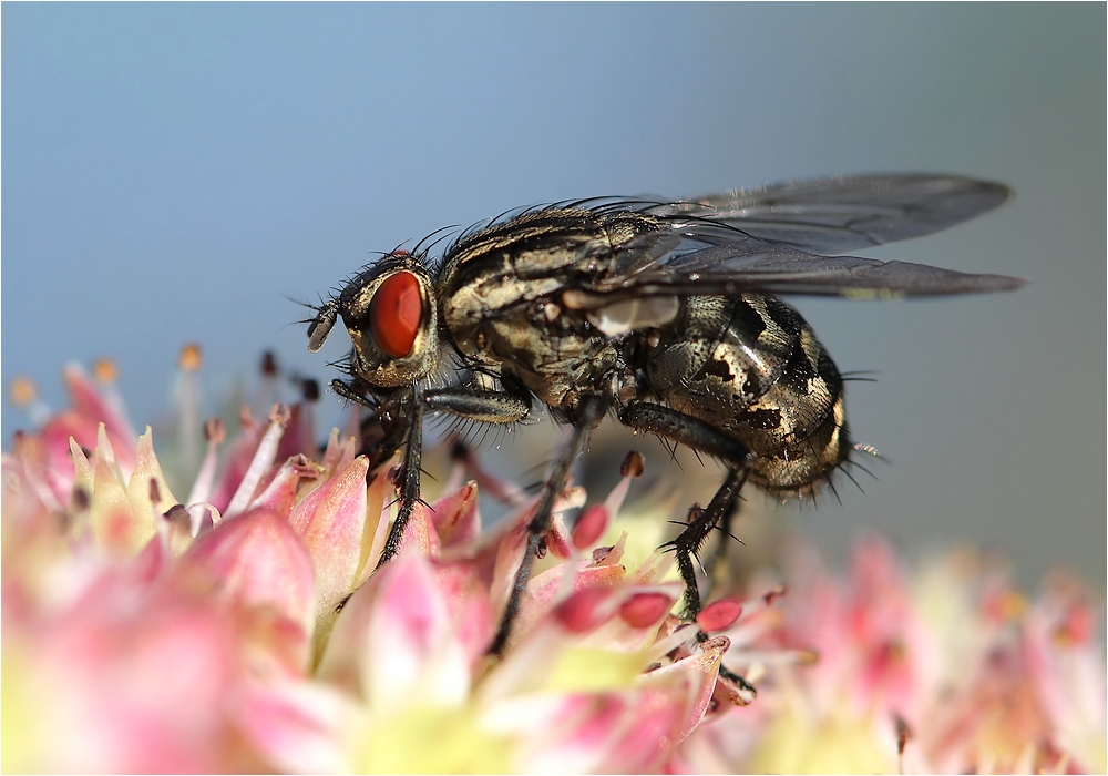 makrowelt