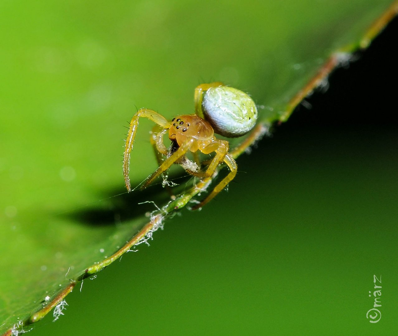 Makrowelt