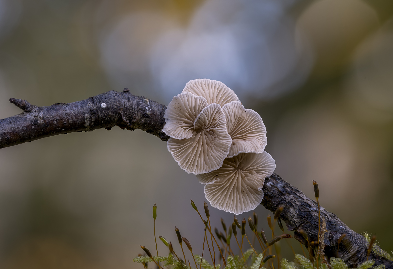 Makrowelt am Waldboden