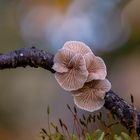 Makrowelt am Waldboden