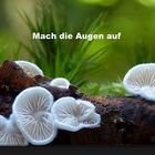 Makrowelt der Pilze (Video)