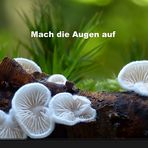 Makrowelt der Pilze (Video)