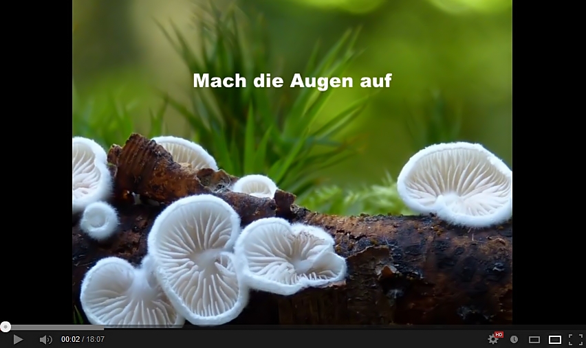 Makrowelt der Pilze (Video)