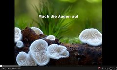 Makrowelt der Pilze (Video)