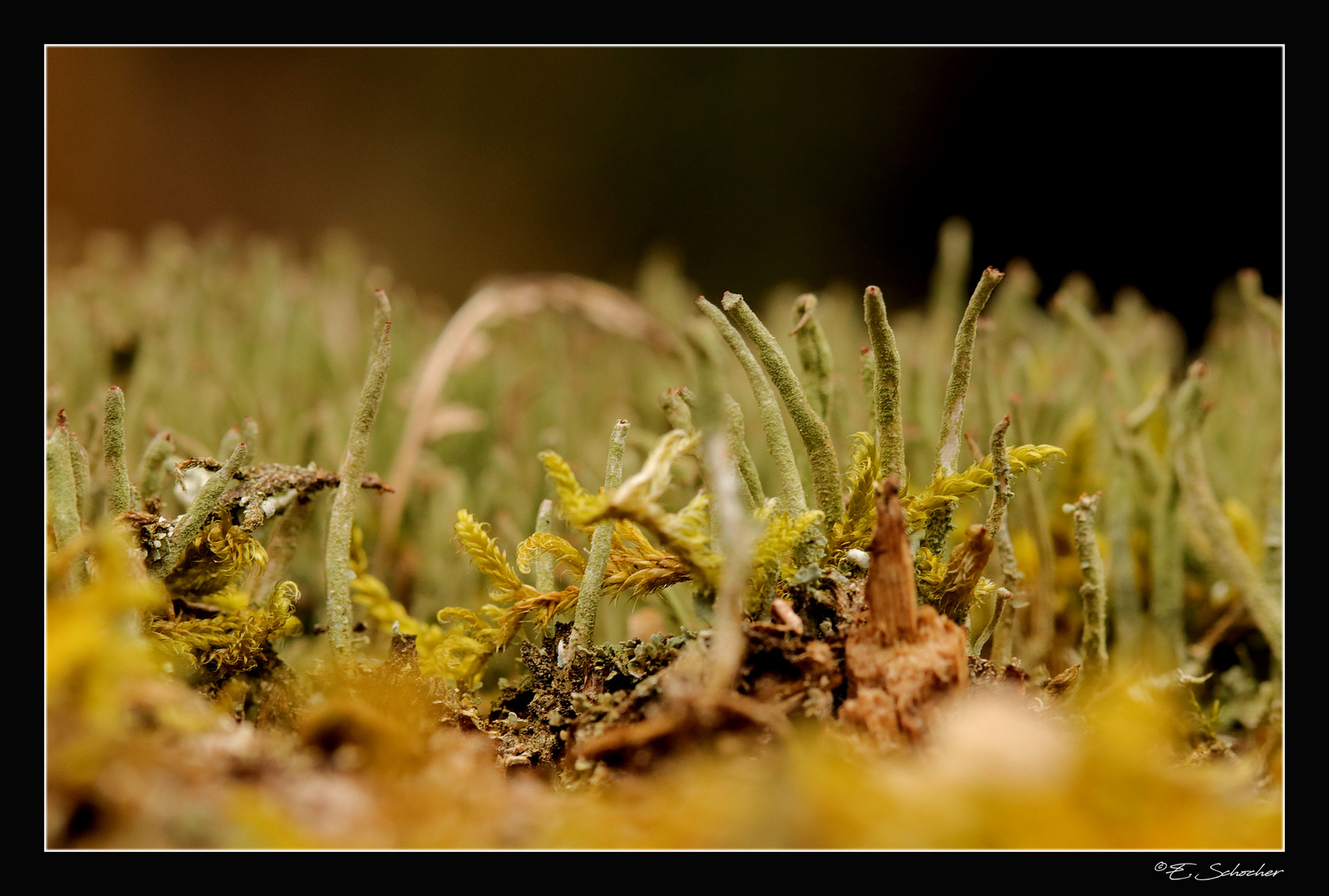 Makrowelt... diesmal in den Flechten...