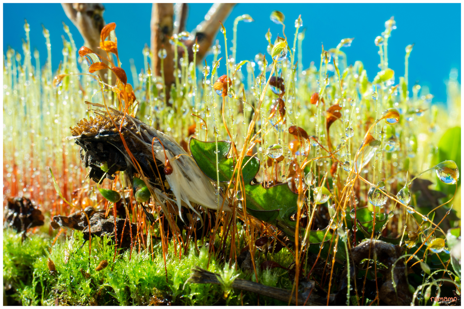 Makrowelt im Blumentopf