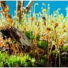 Makrowelt im Blumentopf