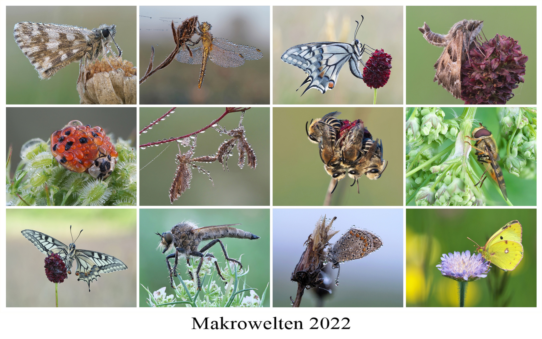 Makrowelten 2022