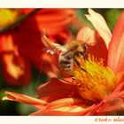 Makrozeit für Bienchen vorbei,