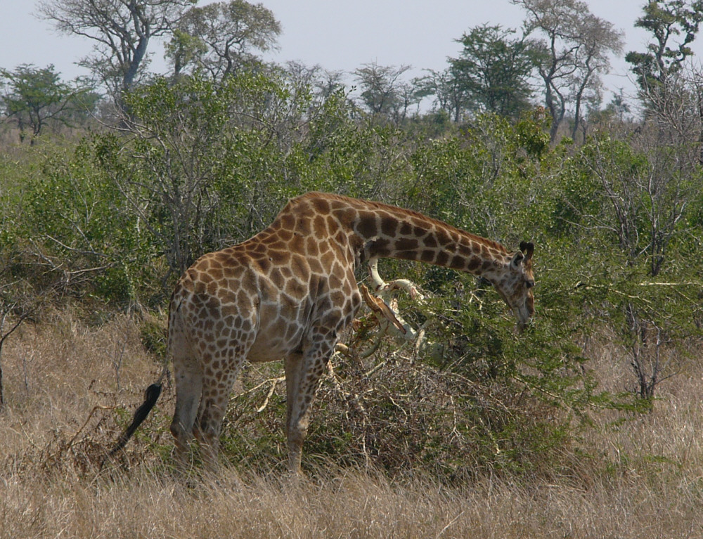 Makutsi Farm Giraffe