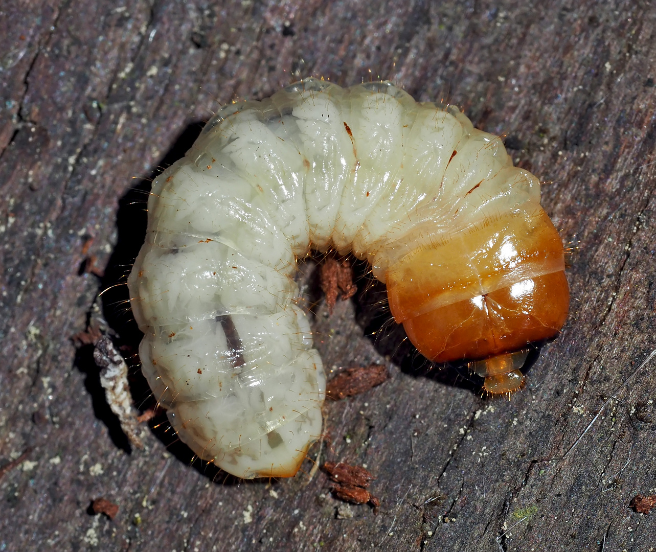 Mal aimée! Une larve de coléoptère.  -  Larve vom Schrotbockkäfer mit kleinstem Kuschelfaktor! *