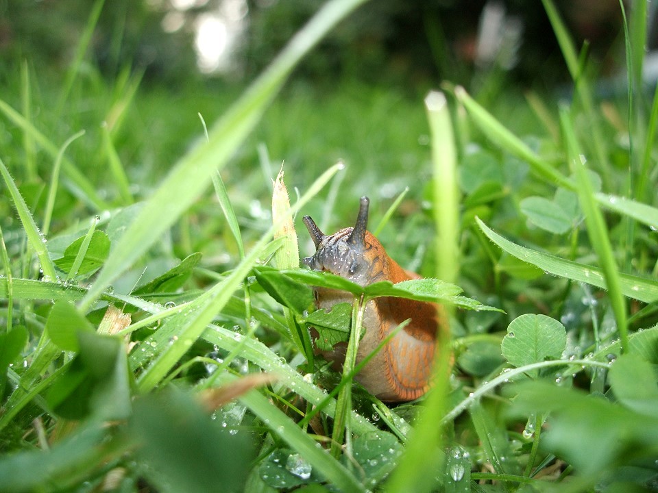 " Mal anders ins Gras beißen "