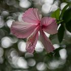 Mal aus dem Tropenhaus - nicht aus dem Garten