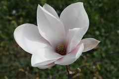 mal aus der Nähe betrachtet, die Magnolienblüte