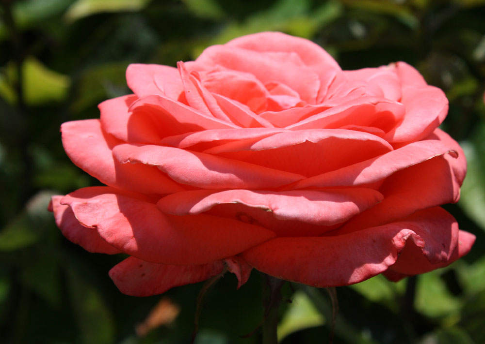 mal außer der Reihe eine Rose