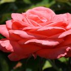 mal außer der Reihe eine Rose