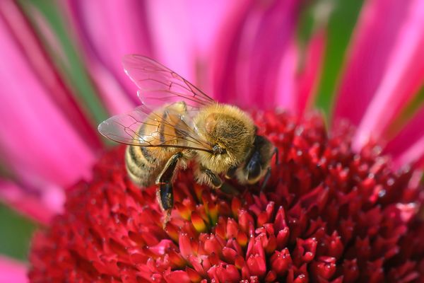 Mal den Blumenrad drehen. 