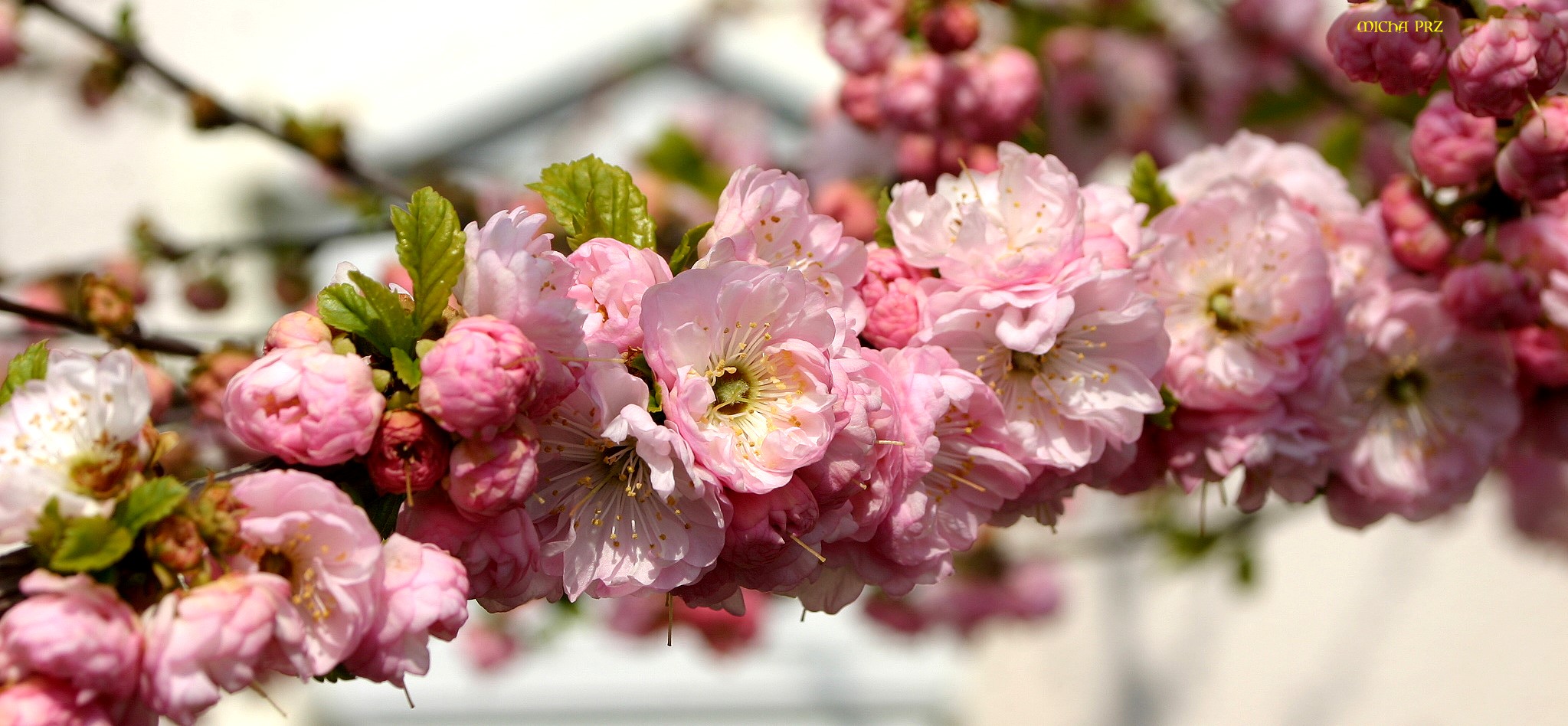 mal den Frühling anlocken