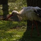 Mal den Kopf zum trocknen in die Sonne halt