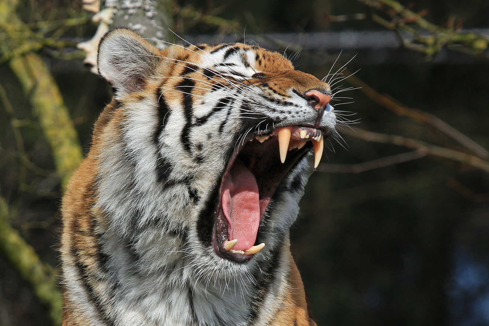 Mal Die Zahne Zeigen Foto Bild Tiger Hamburg Natur Bilder Auf Fotocommunity