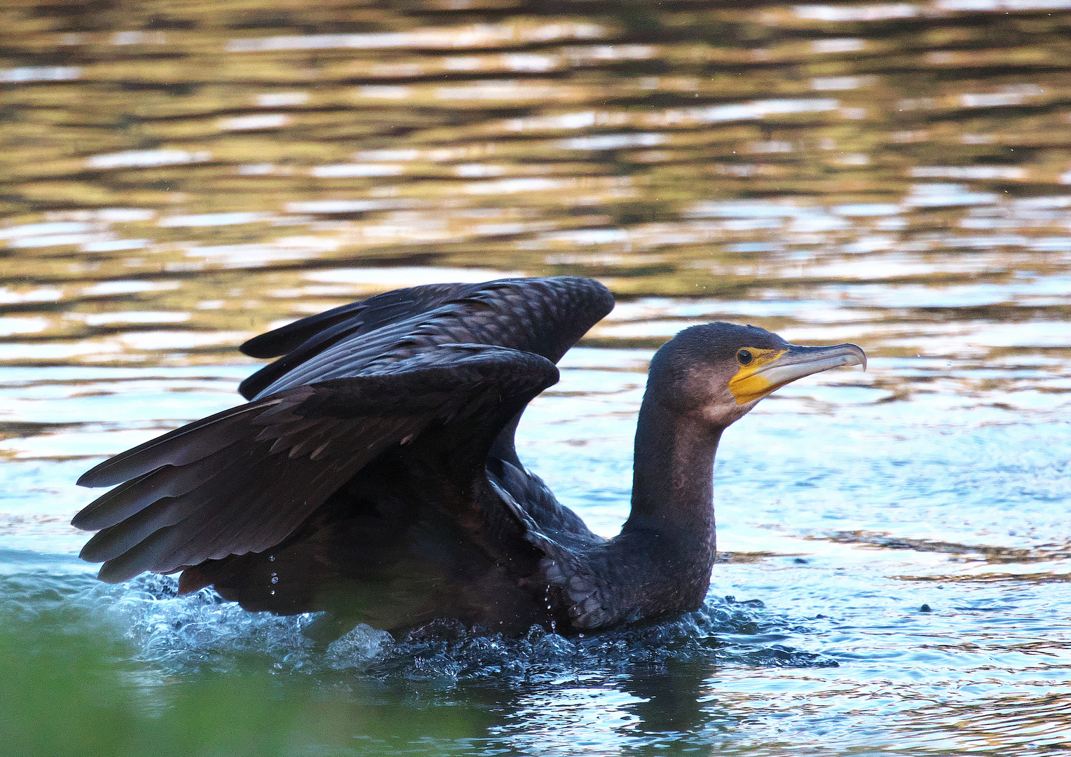 Mal drei Bilder vom Kormoran / Bild 1