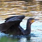 Mal drei Bilder vom Kormoran / Bild 1