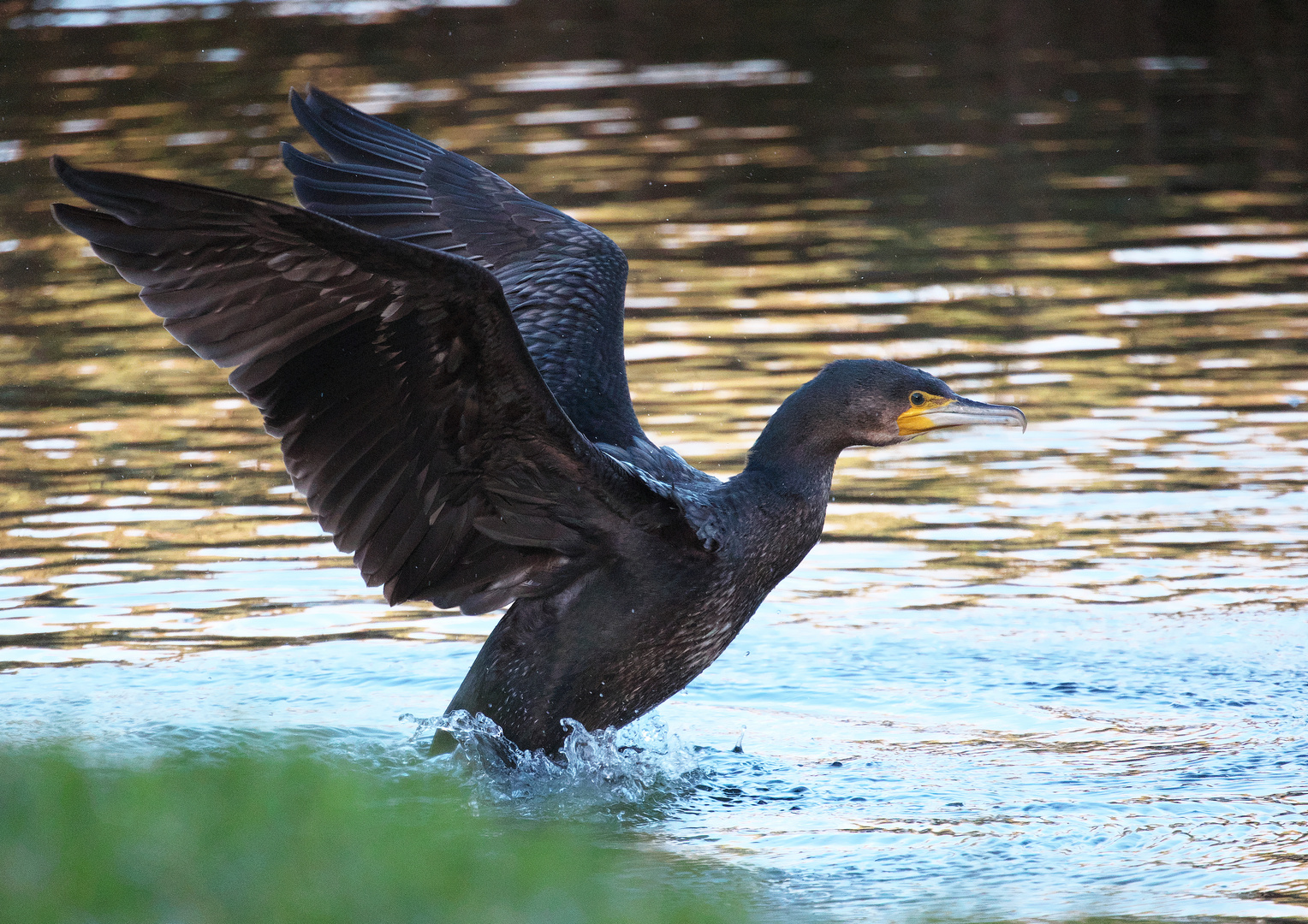 Mal drei Bilder vom Kormoran / Bild 2