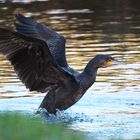 Mal drei Bilder vom Kormoran / Bild 2