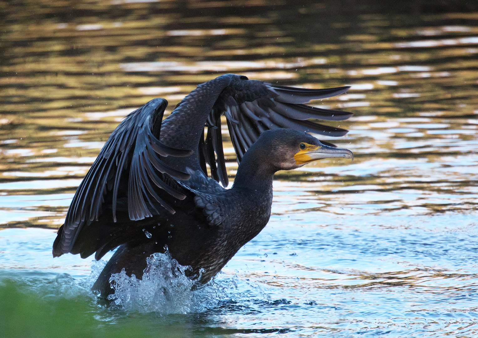 Mal drei Bilder vom Kormoran / Bild 3