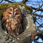 Mal ein anderer Waldkauz