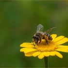 Mal ein Bienchen