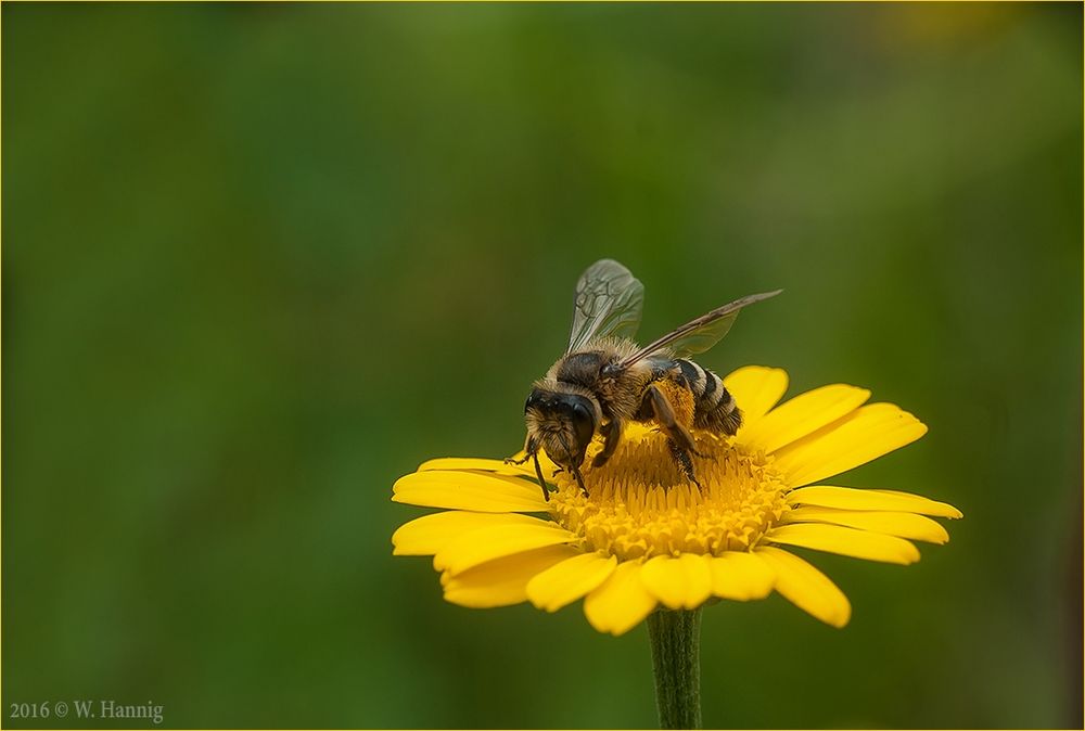 Mal ein Bienchen