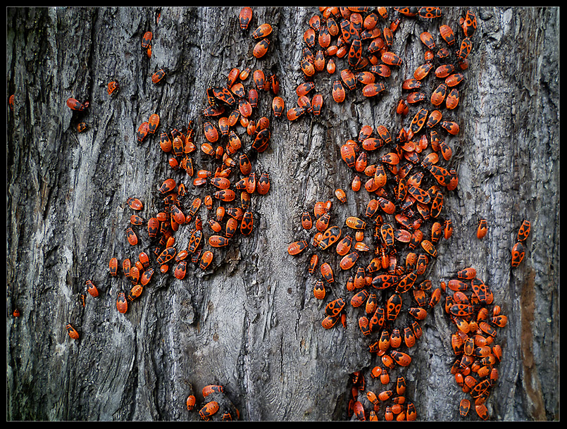 Mal ein bißchen was Rotes...!!