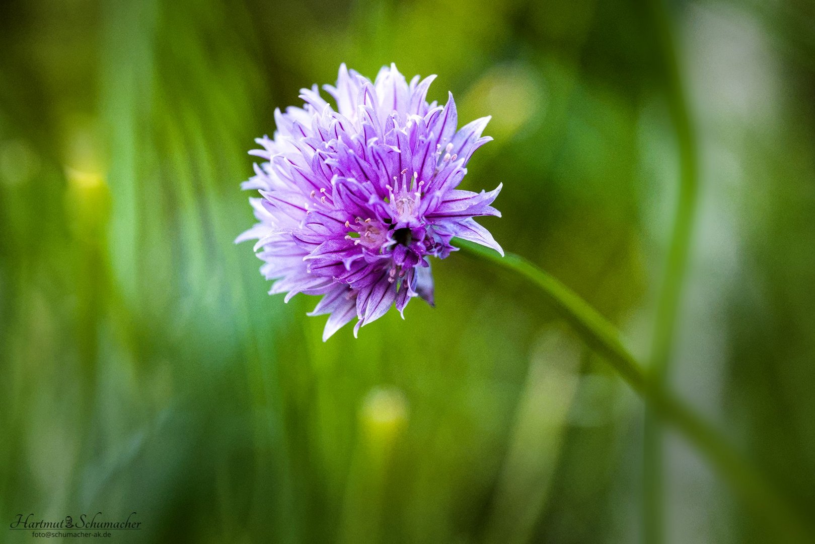 Mal ein Blümchen 2