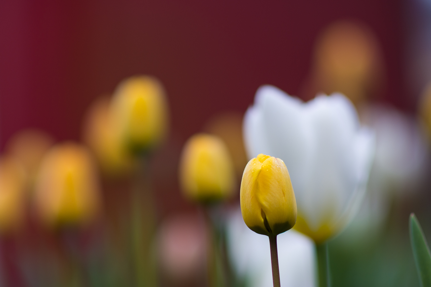 Mal ein Blümchen aus unserem Garten