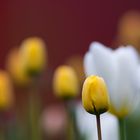 Mal ein Blümchen aus unserem Garten