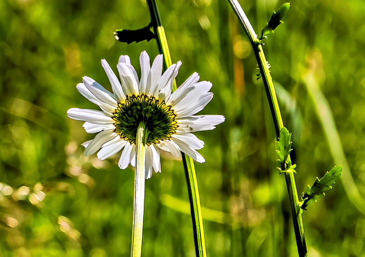 Mal ein Blümchen von unten