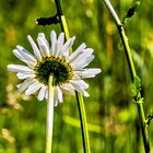 Mal ein Blümchen von unten