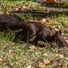 Mal ein dunkles Eichhörnchen