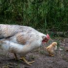 mal ein Ei im Nest gelassen...