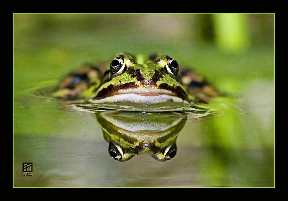 Mal ein Frosch...