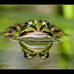 Mal ein Frosch...