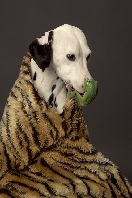 mal ein frosch auf einem hund